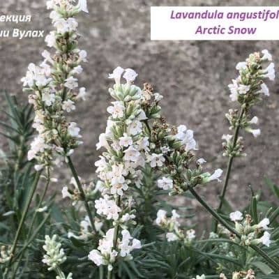 Lavandula angustifolia Arctic Snow fill Домострой