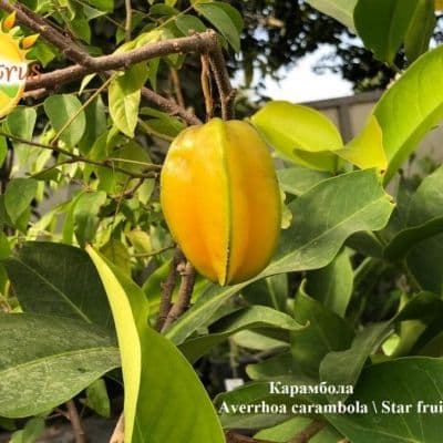 Averrhoa carambola Star fruit