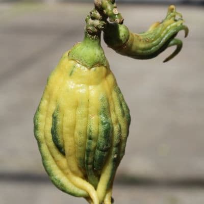 C. medica Buddas hand variegated