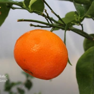 C. reticulata Nova копия
