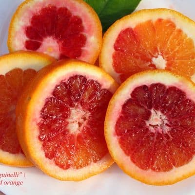 C. sinensis Sanguinelli blood orange 3 копия