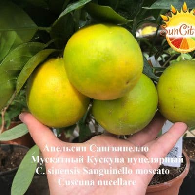 C. sinensis Sanguinello moscato Cuscunà nucellare 58 52F 1