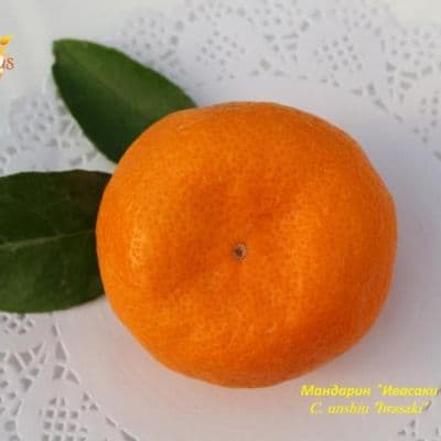 C. unshiu Iwasaki Satsuma mandarin копия