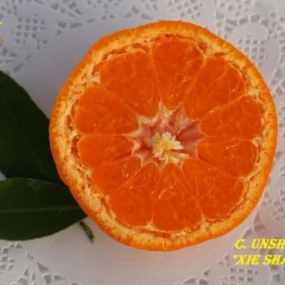 C. unshiu Xie Shan Satsuma mandarin копия