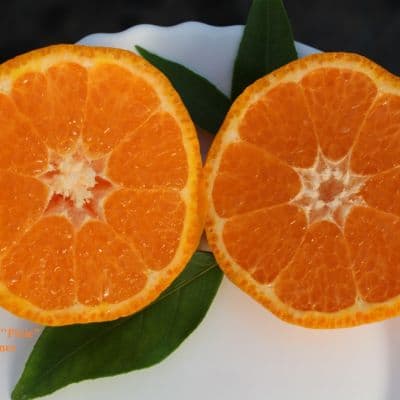 Citrus reticulata Pixie C reticulata Pix Mandi Pixie tangerines копия