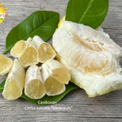 Citrus_sulcata_Sanbokan__копия.jpg