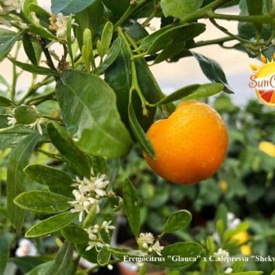 Eremocitrus Glauca x С. depressa Shekvasha