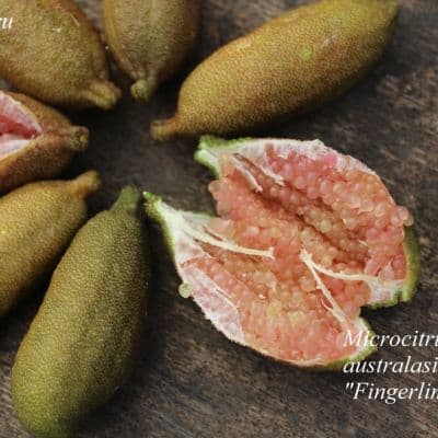 Microcitrus australasica ingerlime2