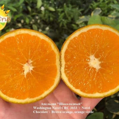 Washington Navel CRC 3033 Navel Chocolate Brown orange orange verde