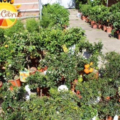 citrus Italy foto 3копия