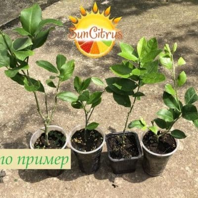 citrus plant2 копия