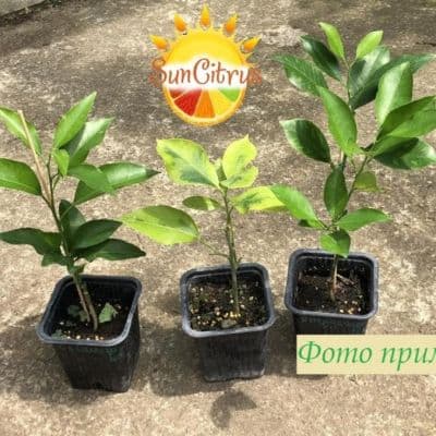 citrus plant4 копия