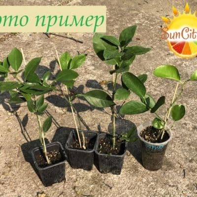 citrus plant копия