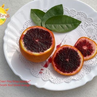 С. sinensis Smith Red blood orange Red Valencia копия