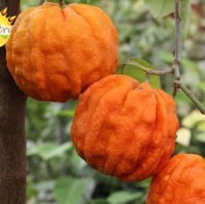 C_aurantium_Canaliculata3