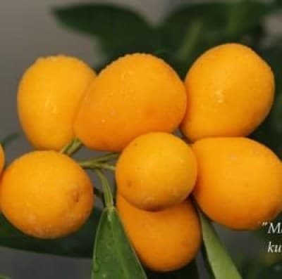 Malayan_kumquat_-_