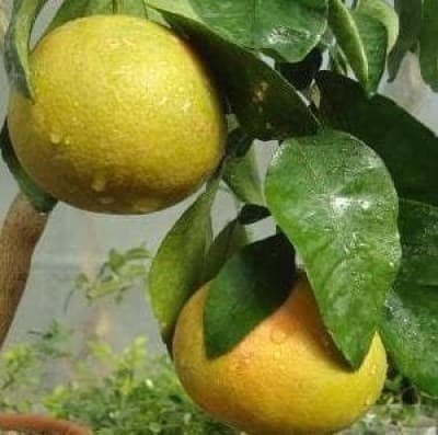 greifruti