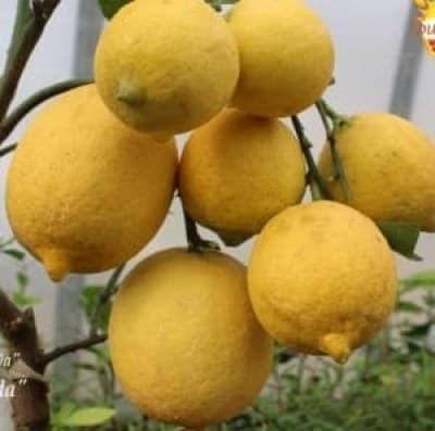 limoni