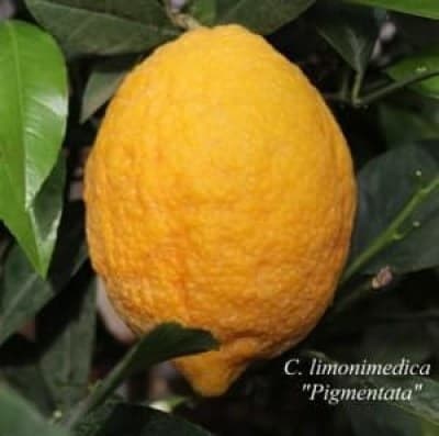 limonomedik