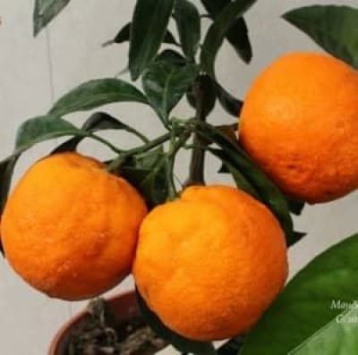 mandarin