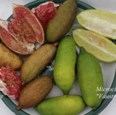 mikrocitrus