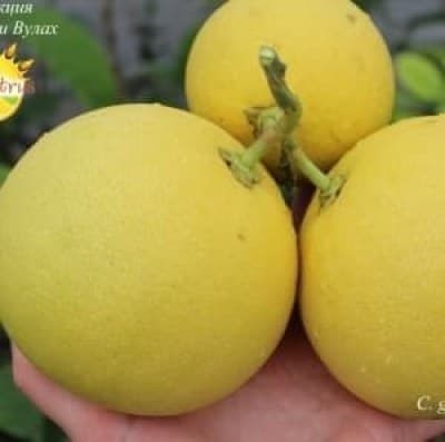 pomelo