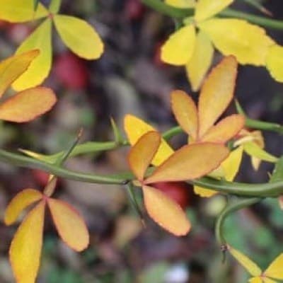 poncirus