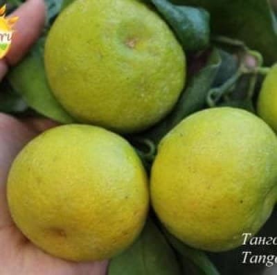 tangor