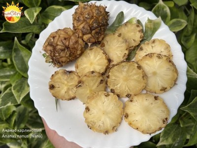 Ananas_nanus_Nana_1