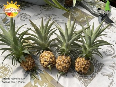 Ananas_nanus_Nana_3