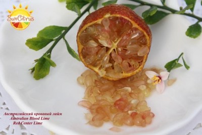 Australian_Blood_Lime_Red_Center_Lime4_-_копия