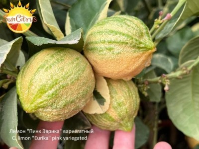 C._limon_Eurika_pink_variegated__копия