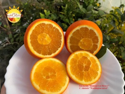 C._sinensis_Washington_navel_3_-_копия