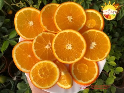 C._sinensis_Washington_navel_4_-_копия
