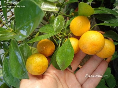 Calamondin1