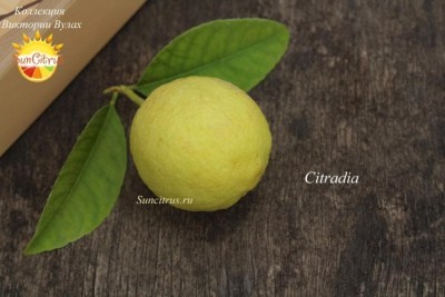 Citradia1