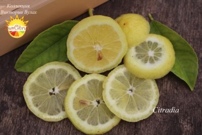 Citradia2