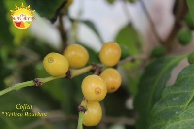 Coffea_Yellow_Bourbon
