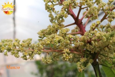Mangifera_Indica_Irwin_flower_-_копия