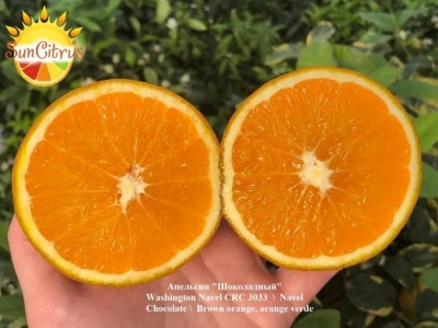 Washington_Navel_CRC_3033_Navel_Chocolate_Brown_orange_orange_verde