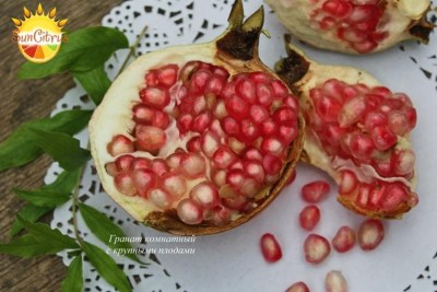 punica4