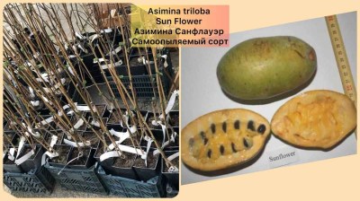 Азимина